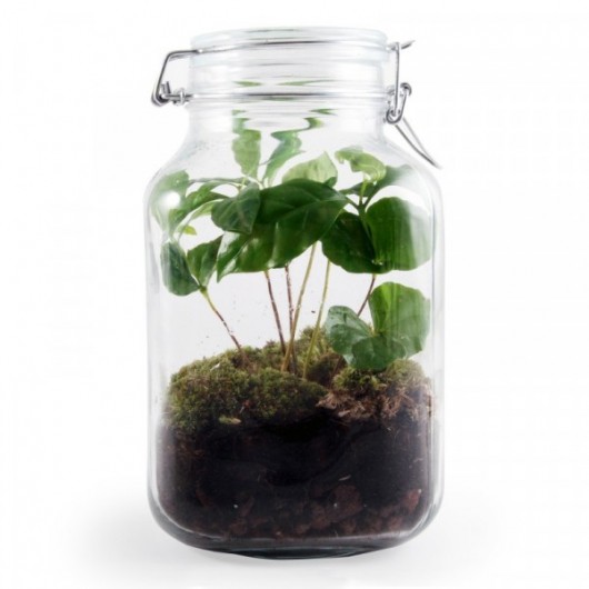 Terrarium Caféier avec mousse 5L